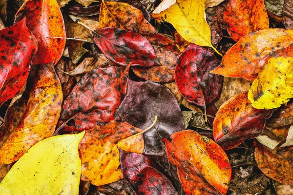 Renkli Sonbahar Yaprakları Sabah Çiğ Tanesinden Islanmış Bir Orman Zemininde — Stok fotoğraf