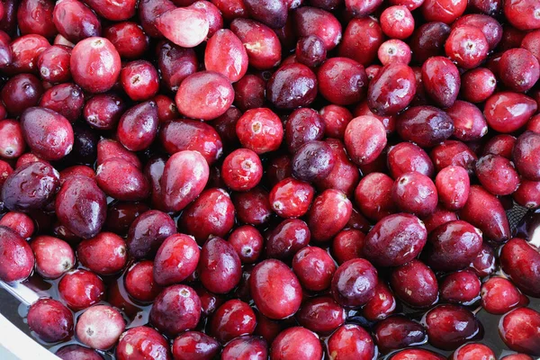 Cranberries Frescas Escorredor Com Água Para Fazer Molho Cranberry Caseiro — Fotografia de Stock