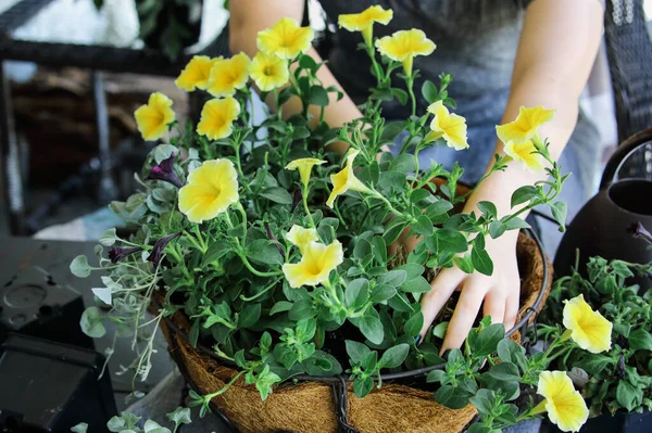 年轻女子种植一个混合的一年生吊篮或花盆 花包括黄色和黑色的花瓣 花瓣上有红花 — 图库照片