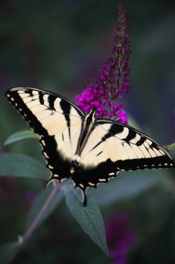 Papilionidae familyasından Papilionidae familyasından dişi Doğu Kırlangıç, ışık formu, Papilio glaucus, mor bir kelebek çalılığından besleniyor. Üst görünüm. 