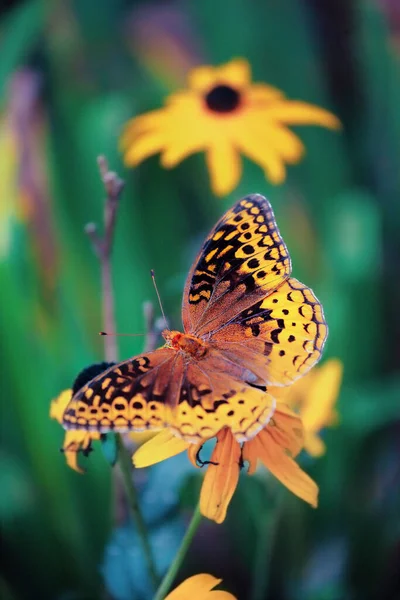 Μεγάλη Φριτιλιαρή Πεταλούδα Μαύρο Λουλούδι Σούζαν Ακραία Επιλεκτική Εστίαση Θολό — Φωτογραφία Αρχείου