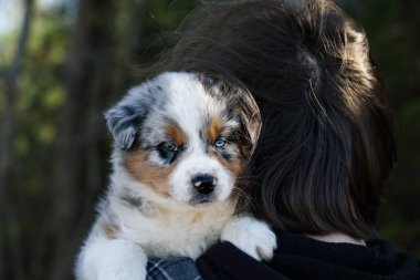 Güzel genç erkek Mavi Merle Avustralyalı çoban köpeği genç bir gencin omzunda tutuluyor..