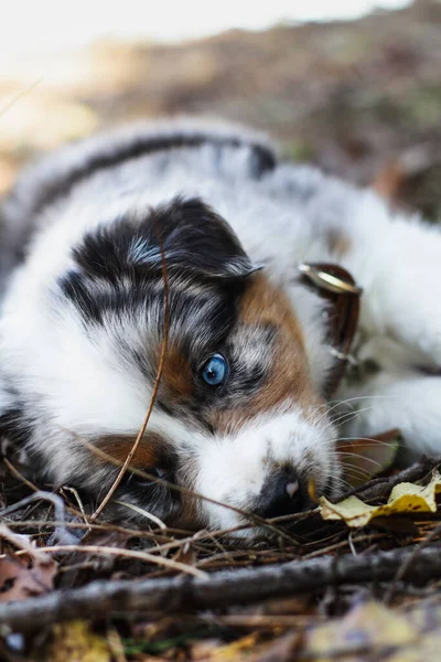 秋の地面に横たわる美しい青いメルル オーストラリアの羊飼いの子犬 — ストック写真