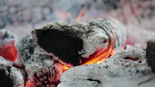 Close Burning Logs Campfire Embers Smoke — Stock Video