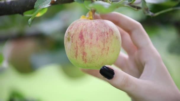 Kvinnans Hand Plockar Ett Färskt Äpple Från Trädet Selektivt Fokus — Stockvideo