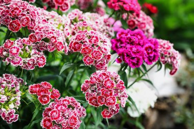 Çok renkli Sweet William, Dianthus Barbatus ve açık havada açan çiçekler. Alt cephedeki çiçeklere aşırı sığ alan derinliğiyle seçici bir şekilde odaklan. Bulanık arkaplan.