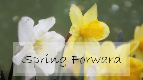 Våren Framåt Tecken För Tidsförskjutning Över Svajande Påsklilja Blommor Begreppet — Stockvideo