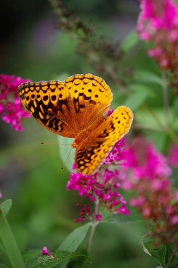 Büyük Spangled Fritillary Kelebeği Pembe leylak renkli kelebek çalısı çiçeğinin üzerinde. Bulanık bir geçmişi olan aşırı seçici bir odak. Ön manzara. Üst Manzara. Düz Yatay.