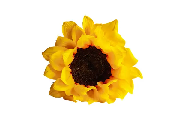 Krásné Skutečné Žluté Oranžové Slunečnice Květiny Izolované Přes Bílé Pozadí Stock Obrázky
