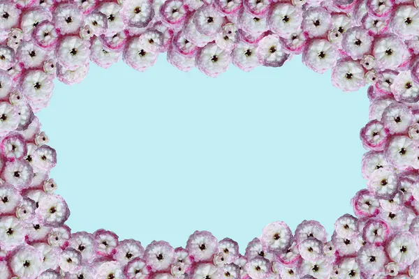 Pink White Ruffled Ranunculus Blue Background Overhead Top View Stock Image