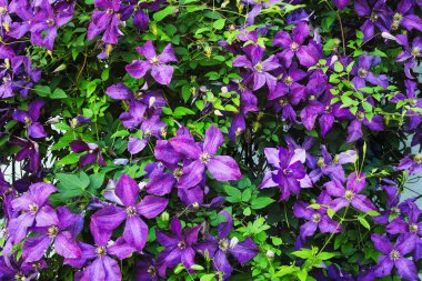 Clematis Jackmanii 'nin güzel mor çiçekleri yaprakların arasında çiçek açıyor ve bahçedeki bir çardağın üzerinde çiçek açıyor.. 