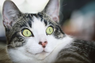 Genç gri ve beyaz tekir kedisi dinlenirken yukarı bakıyor. Seçici odak aşırı bulanık arkaplan ve ön plan.