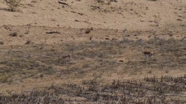 Kuzeybatı Çin 'de bir arazide iki Moğol ceylanı..