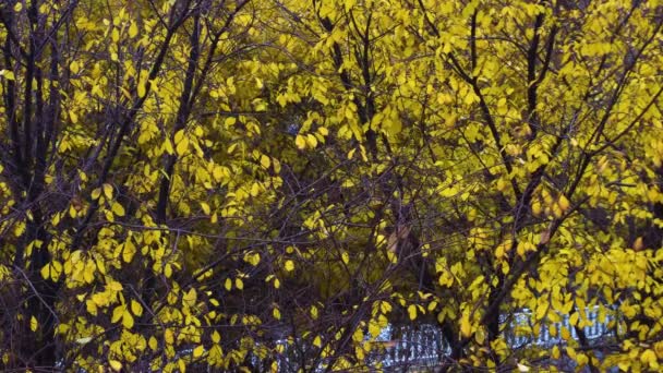 Las Hojas Los Árboles Vuelven Amarillas Otoño — Vídeos de Stock