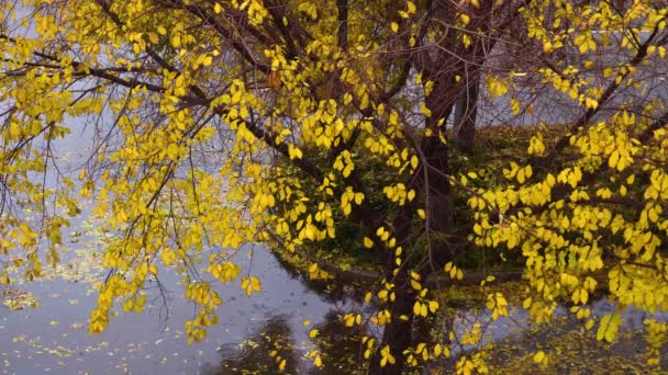 Goldene Blätter Regnerischen Herbst — Stockvideo