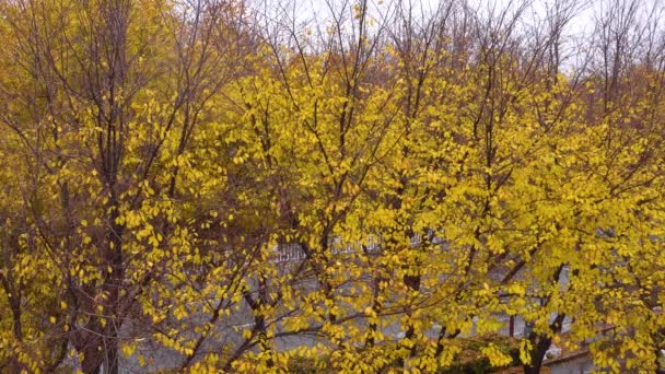Листя Дерев Жовтіє Восени — стокове відео