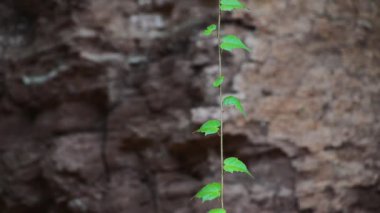 Tırmanış sarmaşığı kayanın üzerinde.