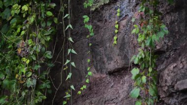 Tırmanış sarmaşığı kayanın üzerinde.