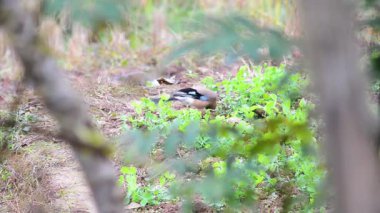 Bir Avrasyalı Jay tarlada yiyecek arıyor