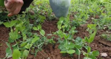 Bezelye filizi toplamaya yakın çekim