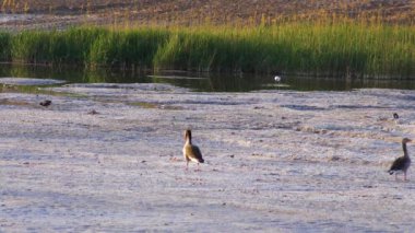 Bir Greylag Kaz sığ sularda yürüyor