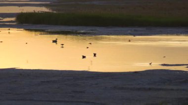 Günbatımı suyunda her çeşit su kuşu. Ningxia Eyaleti, Çin.