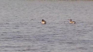 İki Greylag Şikago yapımı Kaz