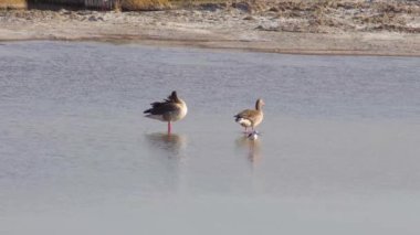 Bir Greylag Kaz çifti sığ sularda geziniyor.