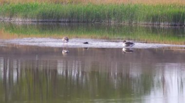 Bir Greylag Kaz çifti sığ sularda geziniyor.