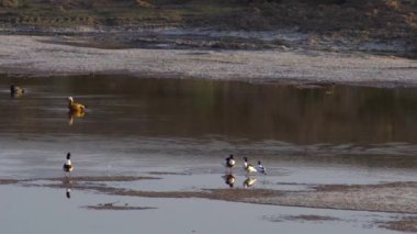 Ruddy Shelduck ve Çinli Merganser gölette