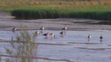 Bir grup Greylag Goose habitatta
