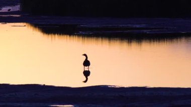 Yalnız bir Greylag Kaz alacakaranlıkta dolaşıyor