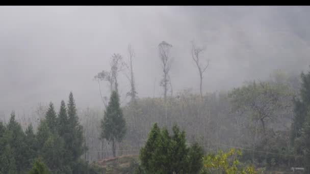 Krajobraz Leśnej Mgły Dzikich Górach Chongqing Chiny — Wideo stockowe