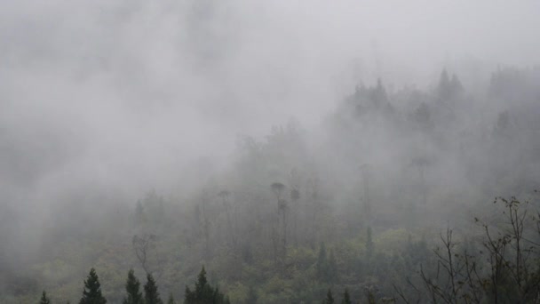Δάσος Ομίχλη Τοπίο Στα Άγρια Βουνά Chongqing Κίνα — Αρχείο Βίντεο