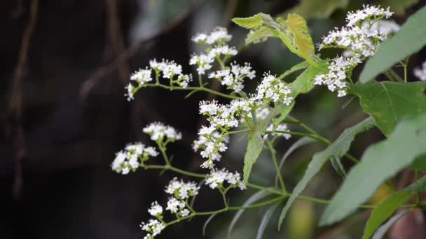 Detail Ceratostigma Kořen Bílých Květin — Stock video