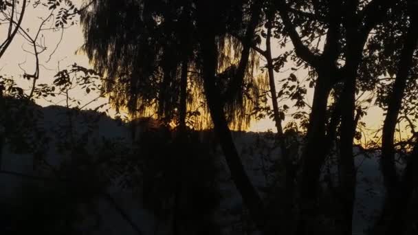 Захід Сонця Позаду Дерев — стокове відео