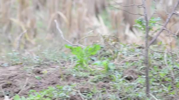Ein Eichelhäher Jagt Auf Dem Feld — Stockvideo