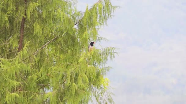 Modrá Straka Červeným Zobákem Zůstane Stromě — Stock video