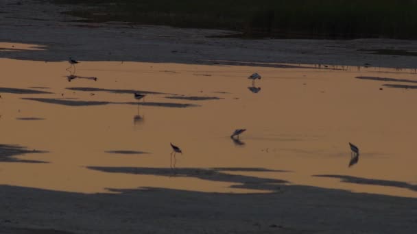 Günbatımı Suyunda Her Çeşit Kuşu Ningxia Eyaleti Çin — Stok video