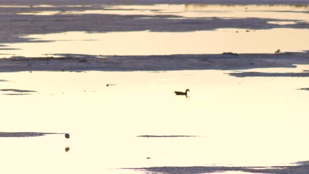 Золотое Озеро Закате — стоковое видео
