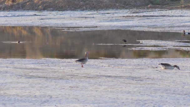 Két Greylag Goose Sétált Sekély Vízben — Stock videók