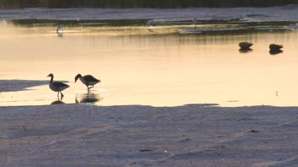 Tres Greylag Gooses Nadaban Agua — Vídeos de Stock