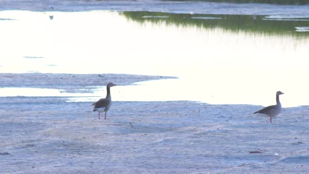 Greylag Goose Sığ Sularda Yürüyordu — Stok video