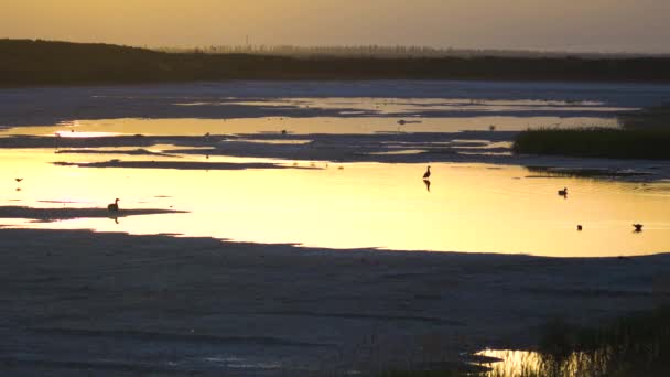 Toutes Sortes Oiseaux Aquatiques Dans Eau Coucher Soleil Dans Province — Video