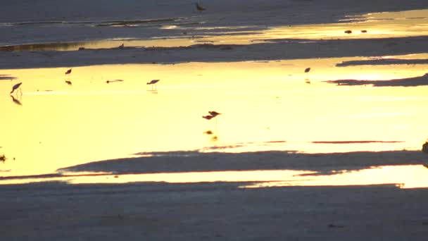 Wszystkie Rodzaje Ptaków Wodnych Wodzie Zachodzącej Słońca Prowincji Ningxia Chiny — Wideo stockowe
