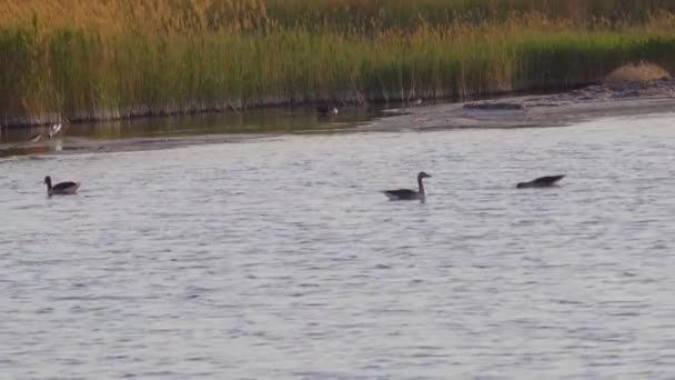 Δύο Greylag Goose Κολυμπούν Στο Νερό — Αρχείο Βίντεο
