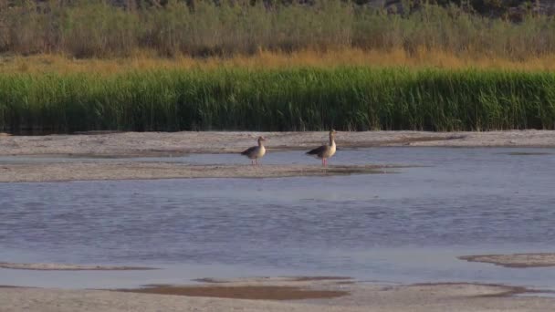 Ξαπλωμένη Πλάτη Greylag Goose Ζευγάρι — Αρχείο Βίντεο