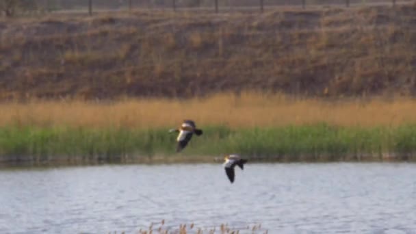 Dos Patos Ruddy Volaron Sobre Las Cañas — Vídeo de stock