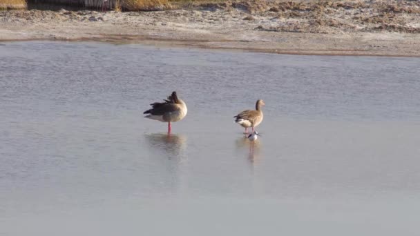 Ένα Ζευγάρι Greylag Goose Περπατά Στα Ρηχά — Αρχείο Βίντεο