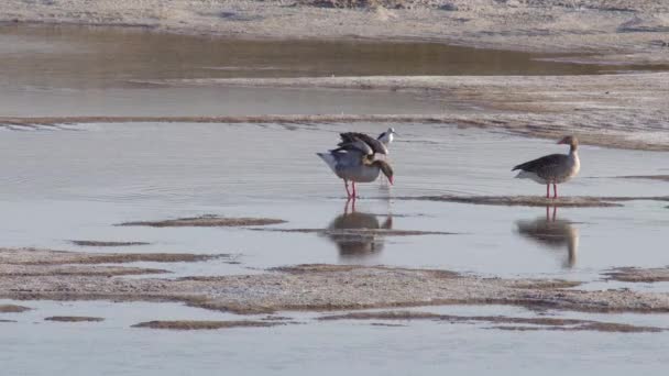 Egy Greylag Goose Pár Sétál Sekély Vízben — Stock videók